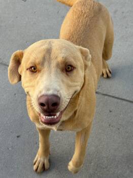 Rescue Cattle Dog and Labrador Retriever Dogs for Adoption in Fort Lupton, Colorado - Schtoompah | PetCurious