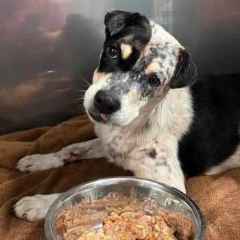 Kipp -  Australian Cattle Dog Blue Heeler and Mixed Breed Dog for Adoption in Rocky Mount, Virginia - Kipp | PetCurious