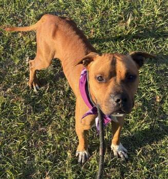 American Bulldog Dogs Available for Adoption - CHESTER | PetCurious