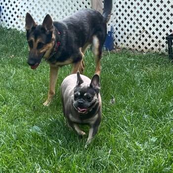 Harper -  French Bulldog Dog for Adoption in Huber Heights, Ohio - Harper | PetCurious