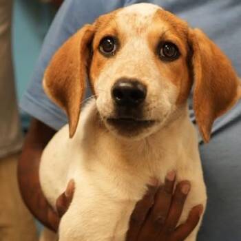 Lainey -  Hound and Mixed Breed Dog for Adoption in Allentown, Pennsylvania - Lainey | PetCurious