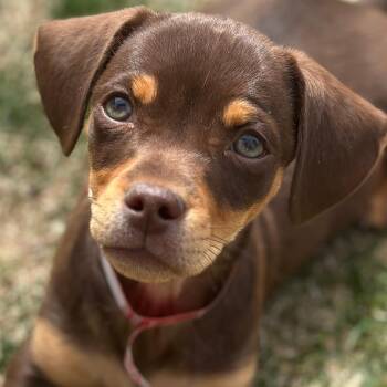 Dachshund and Chihuahua Dogs Available for Adoption in Parker, Colorado - 366 (2026) Milo | PetCurious