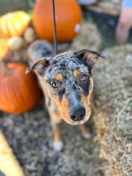 Rescue Australian Cattle Dog Blue Heeler and Mixed Breed Dogs for Adoption in Aiken, South Carolina - Slone | PetCurious
