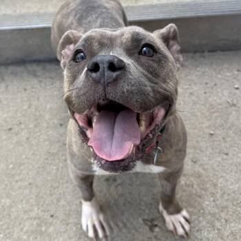 Patty Mayonnaise -  Pit Bull Terrier Dog for Adoption in Golden, Colorado - Patty Mayonnaise | PetCurious