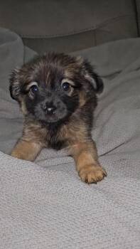 Mixed Breed Dogs Available for Adoption in Taycheedah, Wisconsin - George | PetCurious