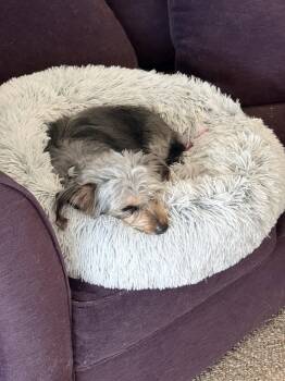 Yorkshire Terrier and Poodle Dogs Available for Adoption in Rootstown, Ohio - Suki | PetCurious