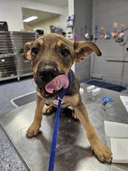 ELIJAH -  Pit Bull Terrier and Mixed Breed Dog for Adoption in Thousand Palms, California - ELIJAH | PetCurious