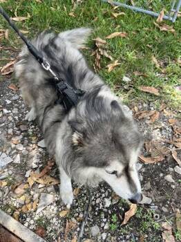 HUSKY -  Siberian Husky Dog for Adoption in Doral, Florida - HUSKY | PetCurious