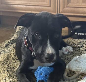 Penny Pupcake - Local Pup -  Black Labrador Retriever and Hound Dog for Adoption in Andover, Massachusetts - Penny Pupcake - Local Pup | PetCurious