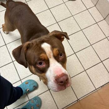 Kip -  Mixed Breed Dog for Adoption in Charleston, West Virginia - Kip | PetCurious