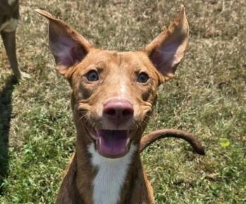 Haven -  Mixed Breed and Terrier Dog for Adoption in Anniston, Alabama - Haven | PetCurious