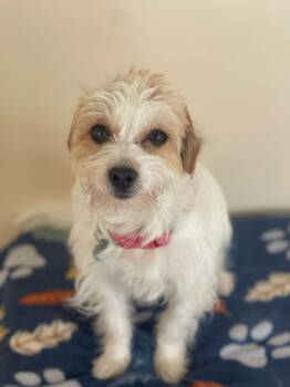 Wire Fox Terrier and Parson Russell Terrier Dogs Available for Adoption - Dv - Tonks (Bonded Pair) | PetCurious