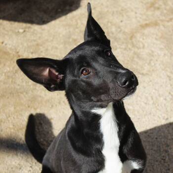 Atlas -  Labrador Retriever and Shepherd Dog for Adoption in Yucca Valley, California - Atlas | PetCurious