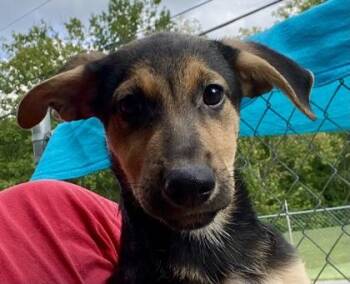 Jacinda -  German Shepherd Dog Dog for Adoption in Glasgow, Kentucky - Jacinda | PetCurious