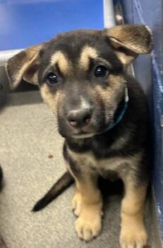 Shepherd Dogs Available for Adoption in Sterling, Massachusetts - French 9 Weeks AVAILABLE 5/6 | PetCurious