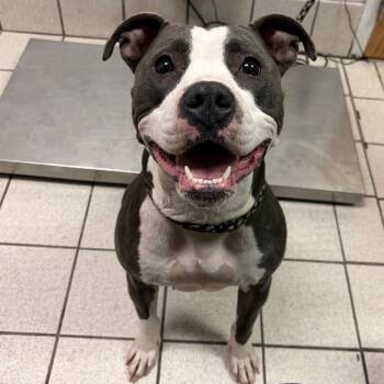 Pickle Crisp -  Mixed Breed Dog for Adoption in Charleston, West Virginia - Pickle Crisp | PetCurious