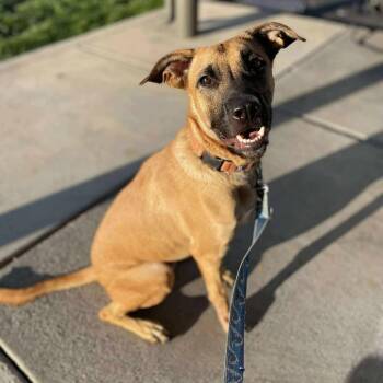 Eddie -  Mixed Breed Dog for Adoption in Bend, Oregon - Eddie | PetCurious