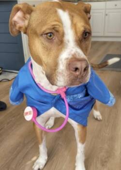 Eddy -  Pit Bull Terrier Dog for Adoption in Xenia, Ohio - Eddy | PetCurious