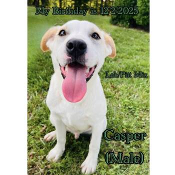 Casper & Tanner (courtesy post) -  Labrador Retriever and Pit Bull Terrier Dog for Adoption in Clarksville, Virginia - Casper & Tanner (courtesy Post) | PetCurious