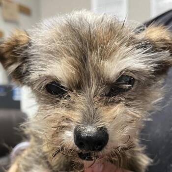 Snake -  Terrier Dog Available for Adoption in Yuma, Arizona - Snake | PetCurious