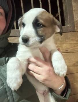 Mixed Breed Dogs Available for Adoption - Brisa | PetCurious