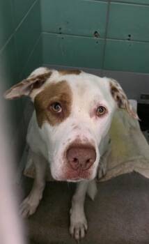 Labrador Retriever and Mixed Breed Dogs Available for Adoption in Houston, Texas - SPIKE | PetCurious