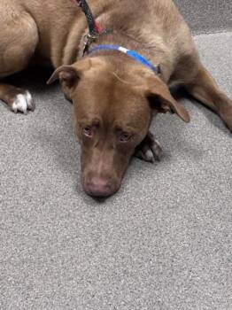 FRED -  Labrador Retriever Dog Available for Adoption in Las Vegas, Nevada - FRED | PetCurious
