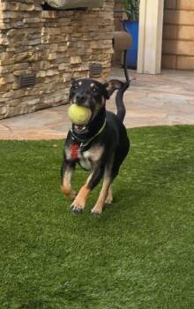 Wilson -  Chihuahua and Corgi Dog for Adoption in San Diego, California - Wilson | PetCurious