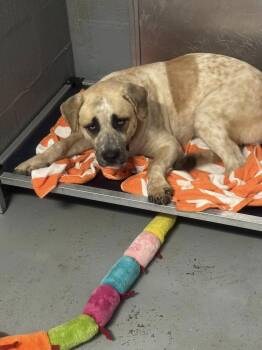 Rescue Mixed Breed Dogs for Adoption in Stuart, Virginia - Rockford | PetCurious