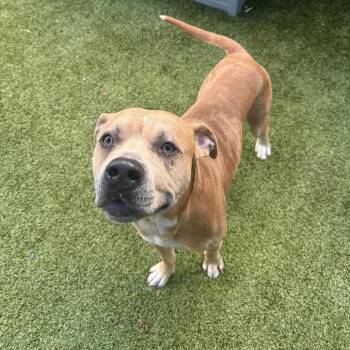 Art -  Pit Bull Terrier Dog for Adoption in Greensboro, North Carolina - Art | PetCurious