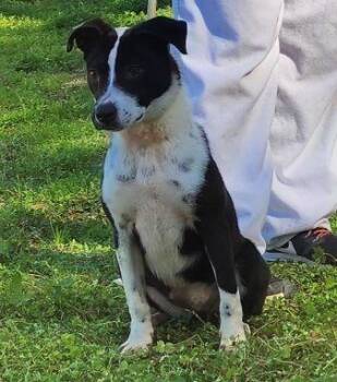 Border Collie and Terrier Dogs Available for Adoption - 260183  Zelda | PetCurious