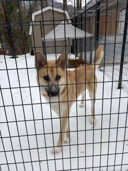 German Shepherd Dog Dogs Available for Adoption in Parsons, West Virginia - Poseidon | PetCurious