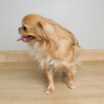 Japanese Chin and Shih Tzu Dogs Available for Adoption in Minnetonka, Minnesota - Bonzai D69135 | PetCurious