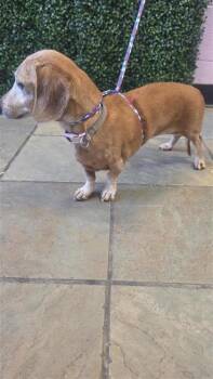 61312163 -  Dachshund and Mixed Breed Dog for Adoption in El Paso, Texas - 61312163 | PetCurious
