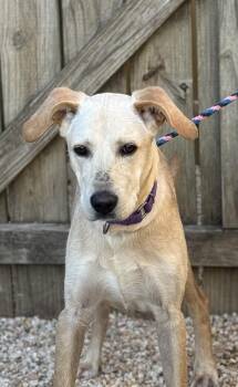Rescue Labrador Retriever and Hound Dogs for Adoption in Ellicott City, Maryland - Tanner | PetCurious