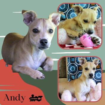 Andy (Puppy) -  Chihuahua and Terrier Dog for Adoption in Lindsay, California - Andy (Puppy) | PetCurious