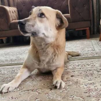 Rescue Australian Shepherd and Golden Retriever Dogs for Adoption in Ridgefield, Washington - Ms. Marvelous Minu ( Paralyzed) | PetCurious