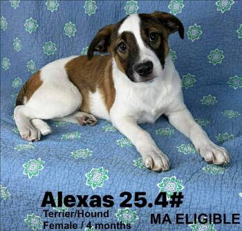Terrier and Hound Dogs Available for Adoption - ALEXAS | PetCurious