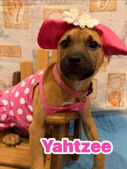 Mixed Breed Dogs Available for Adoption in Dunmore, Pennsylvania - Yahtzee | PetCurious
