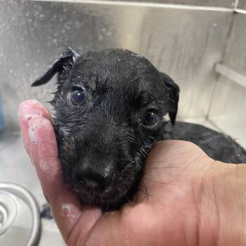 Figgy -  Terrier Dog Available for Adoption in Ruston, Louisiana - Figgy | PetCurious
