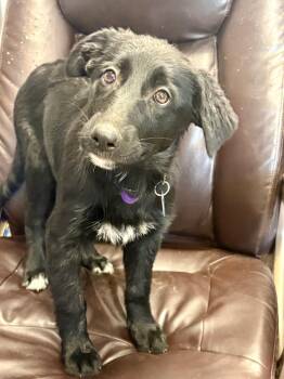 Starling -  Border Collie and German Shepherd Dog Dog for Adoption in Carson City, Nevada - Starling | PetCurious
