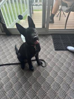 Elphaba located in PA -  Belgian Shepherd Malinois Dog for Adoption in Imlay City, Michigan - Elphaba Located In PA | PetCurious