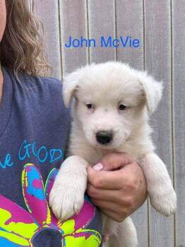 John McVie -  Australian Cattle Dog Blue Heeler Dog for Adoption in Waunakee, Wisconsin - John McVie | PetCurious