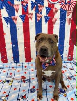 Mambo -  Pit Bull Terrier Dog for Adoption in Indianapolis, Indiana - Mambo | PetCurious
