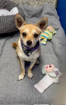 Jackie -  Chihuahua Dog for Adoption in Tifton, Georgia - Jackie | PetCurious