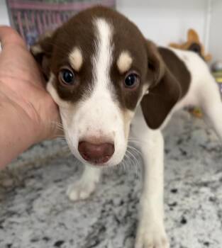 Patches -  Hound and Retriever Dog for Adoption in Louisa, Virginia - Patches | PetCurious
