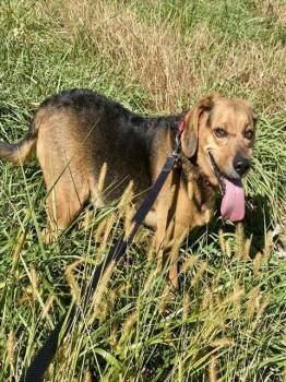 Rescue Beagle Dogs for Adoption in Westminster, Maryland - OVI | PetCurious