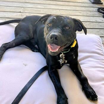 Griffin -  Pit Bull Terrier Dog for Adoption in Oakland, California - Griffin | PetCurious