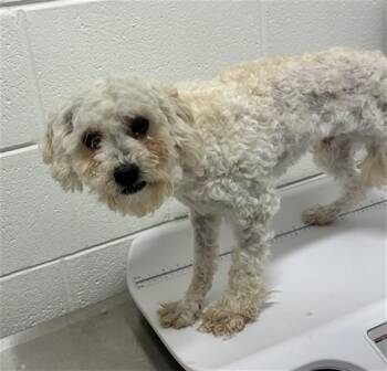 SPIKEY -  Poodle Dog for Adoption - SPIKEY | PetCurious