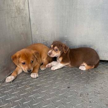 Terrier and Chihuahua Dogs Available for Adoption in Allen, Texas - Stormy C508 | PetCurious